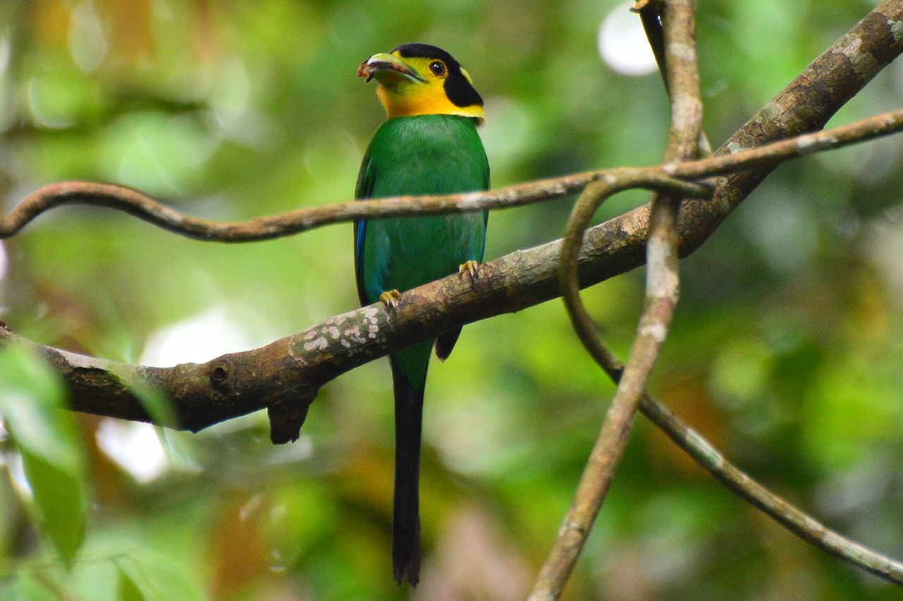Psarisomus dalhousiae cyanicauda